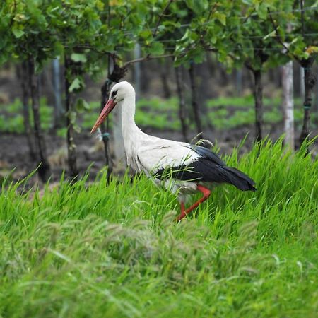 Pension & Weingut Storchenblick Illmitz Ngoại thất bức ảnh
