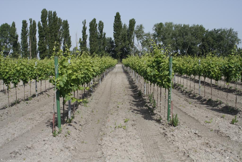 Pension & Weingut Storchenblick Illmitz Ngoại thất bức ảnh